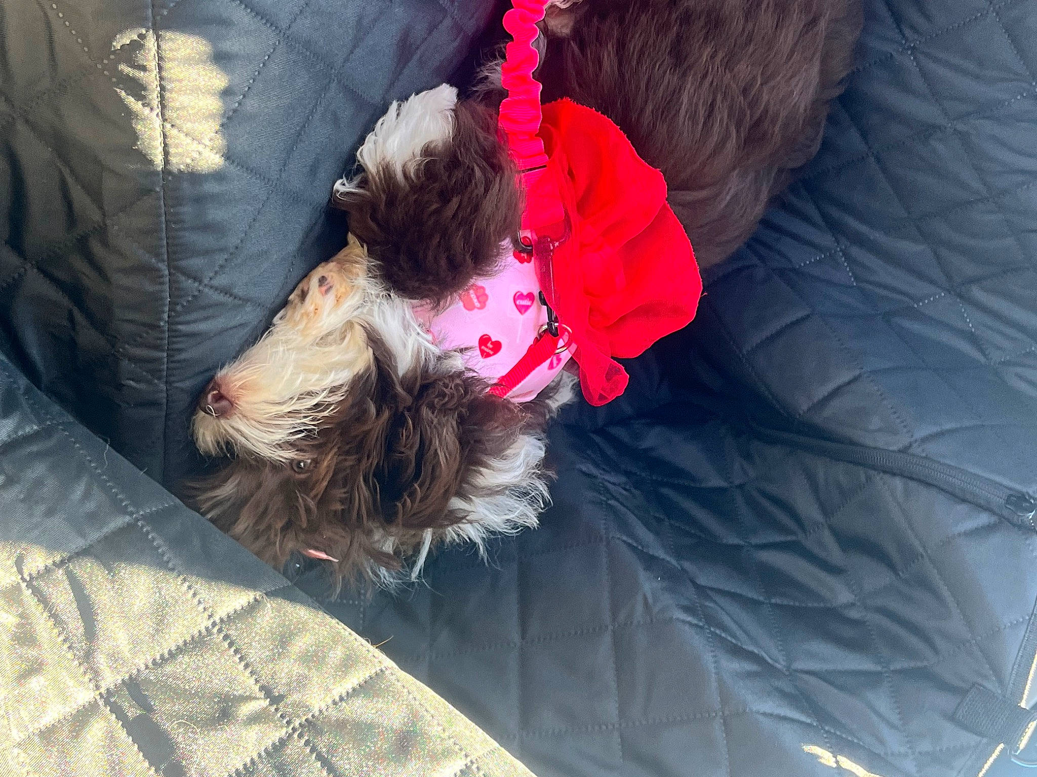 Mona is registered to the contest to win money with this photo: canidae, carnivore, child, comfort, companion_dog, denim, dog, dog_breed, electric_blue, fun, fur, grass, human_leg, leisure, recreation, sitting, sporting_group, tail, tree, winter