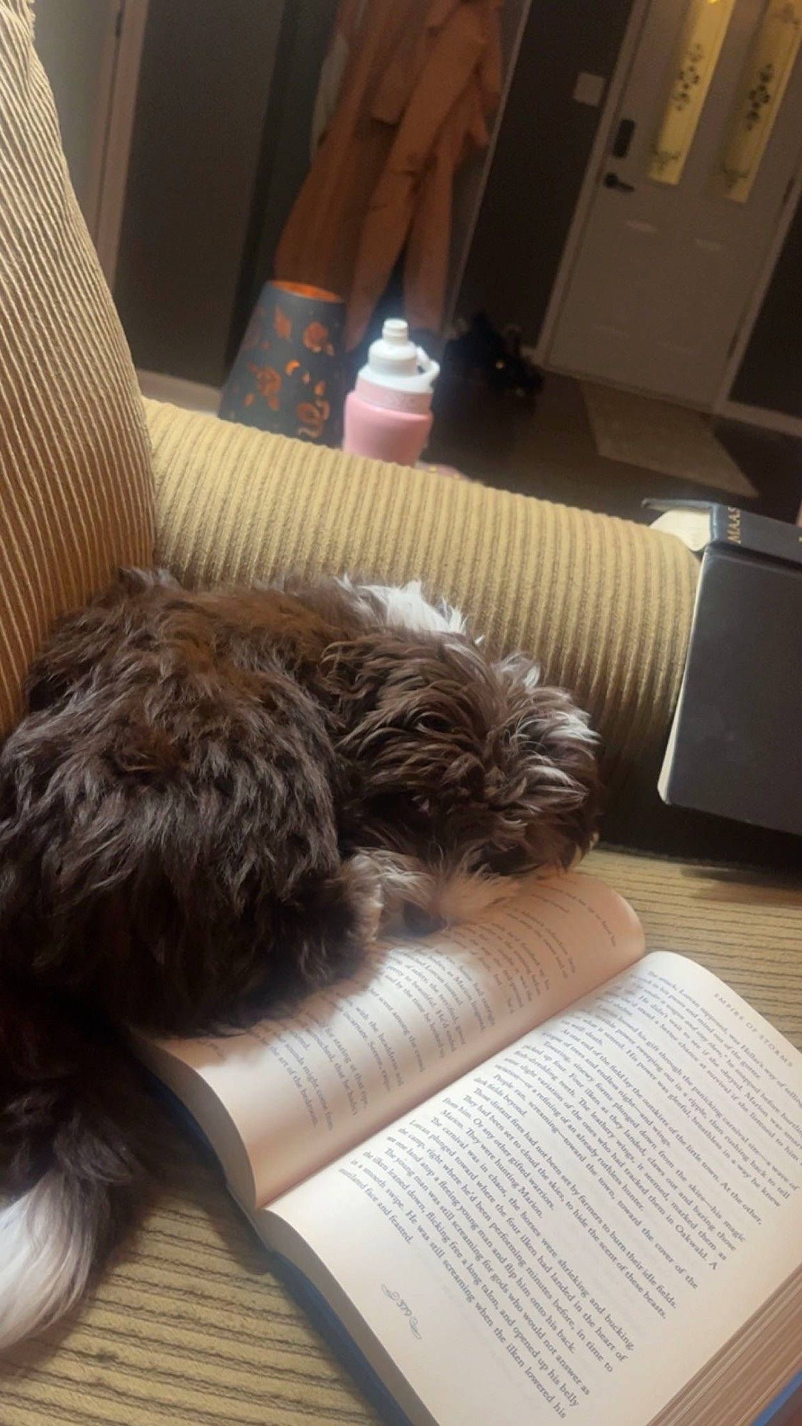 Mona is registered to the contest to win money with this photo: bedding, book, carnivore, comfort, companion_dog, curtain, dog, felidae, flooring, fur, handwriting, hardwood, lamp, linens, living_room, publication, reading, room, sporting_group, wood