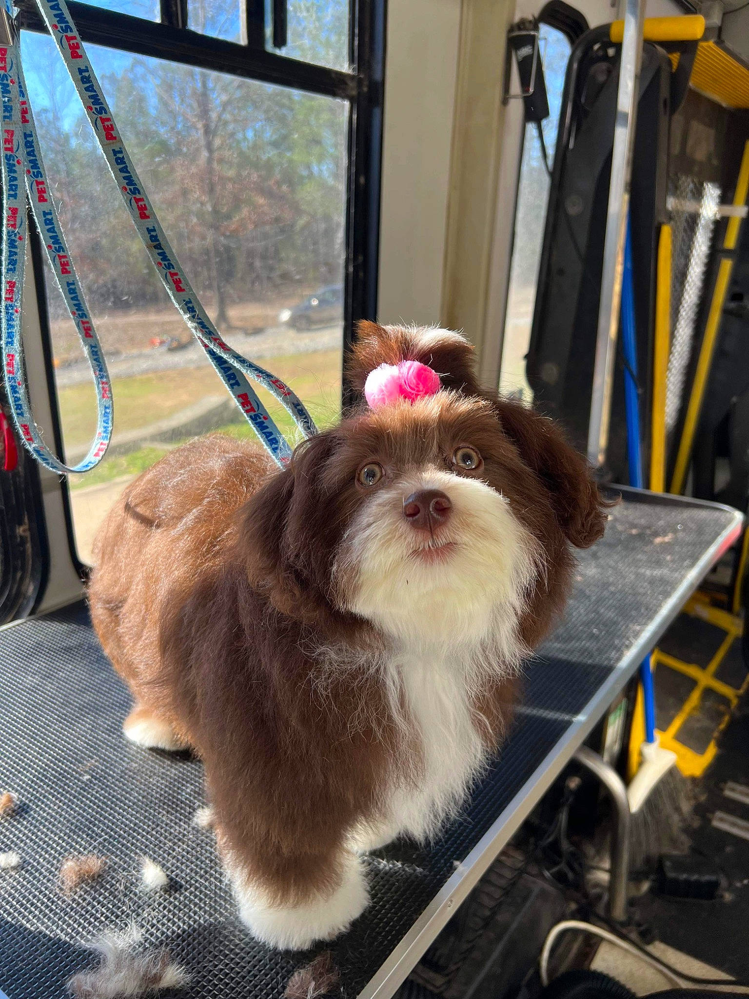 Mona joined the competition — help win amazing prizes! canidae, carnivore, companion_dog, dog, dog_breed, dog_collar, dog_supply, fashion_accessory, fawn, fur, leash, liver, pet_supply, shih_tzu, small_terrier, snout, sporting_group, terrier, toy_dog, working_animal