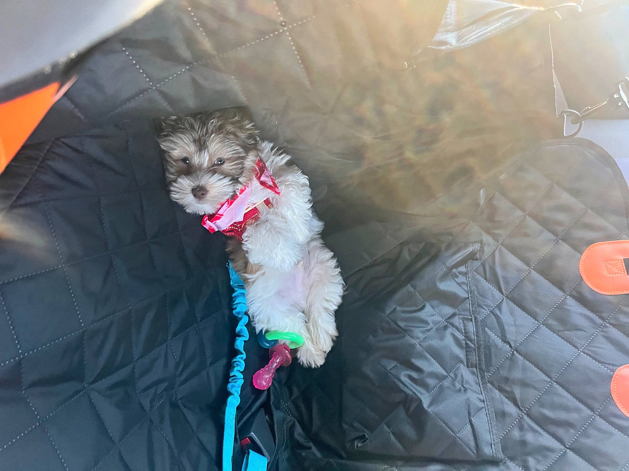 Russer joined the competition — help win amazing prizes! carnivore, cat, comfort, companion_dog, couch, dog_breed, electric_blue, feather, felidae, fur, grey, leash, mammal, paw, small_to_medium_sized_cats, tail, textile, toy, toy_dog, whiskers