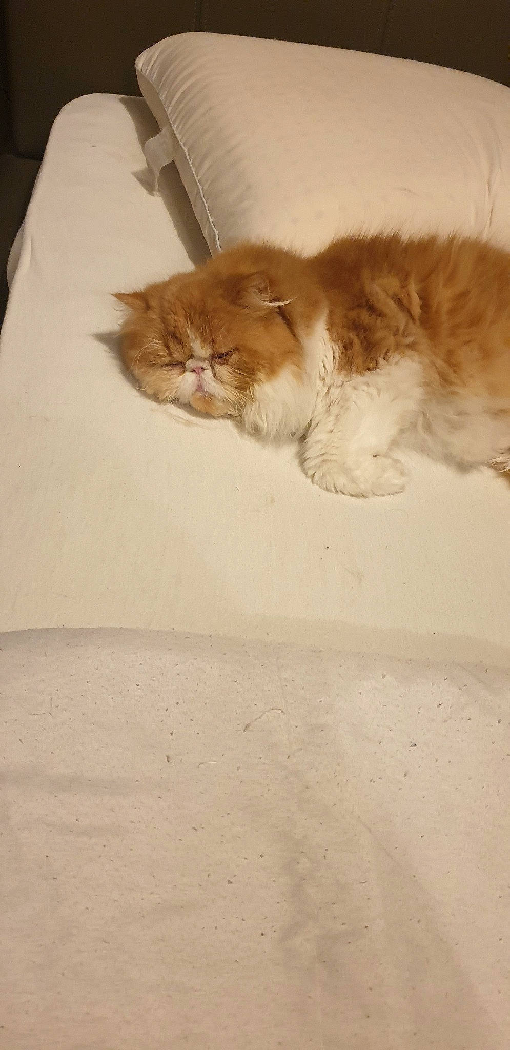 Robert participe au concours pour gagner de l'argent avec cette photo : british_semi_longhair, carnivore, cat, domestic_long_haired_cat, fawn, felidae, fur, kitten, mammal, norwegian_forest_cat, persian, ragamuffin, small_to_medium_sized_cats, tail, whiskers