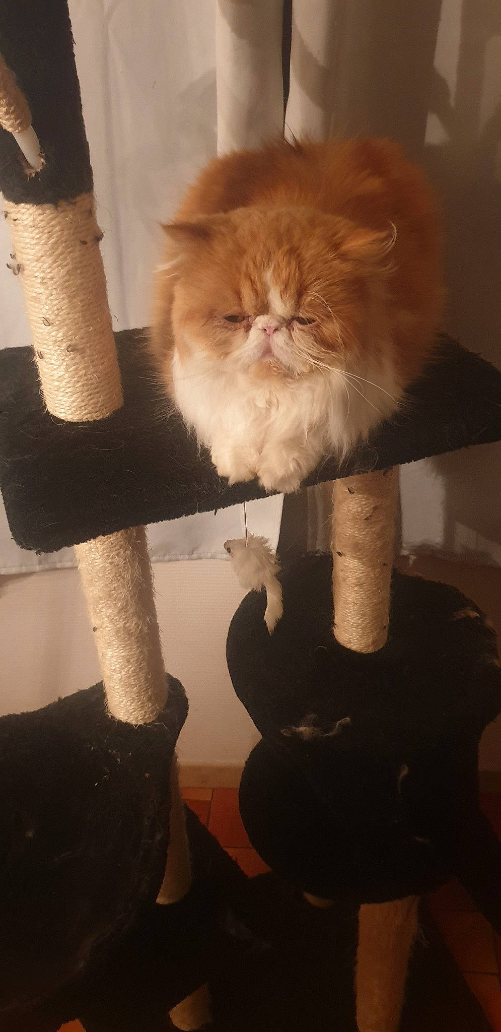 Robert participe au concours pour gagner de l'argent avec cette photo : british_longhair, carnivore, cat, fawn, felidae, fur, persian, small_to_medium_sized_cats, tail, whiskers