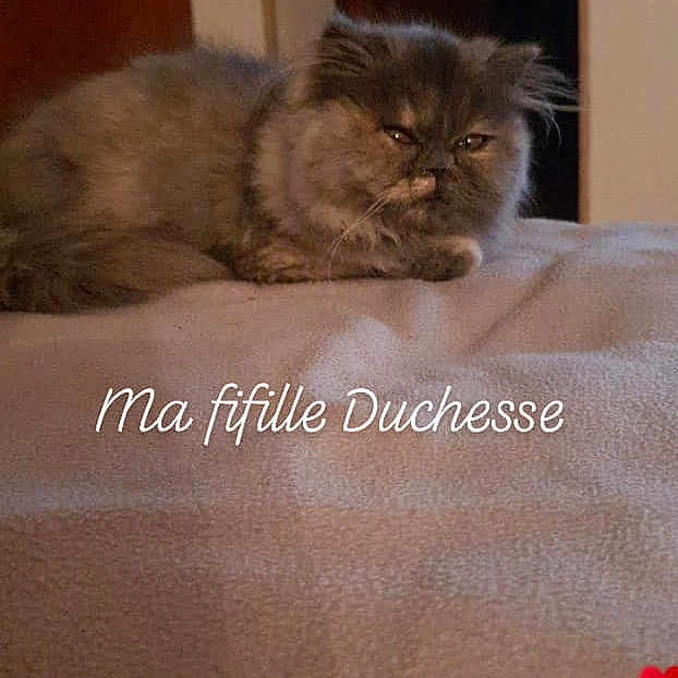 Duchesse