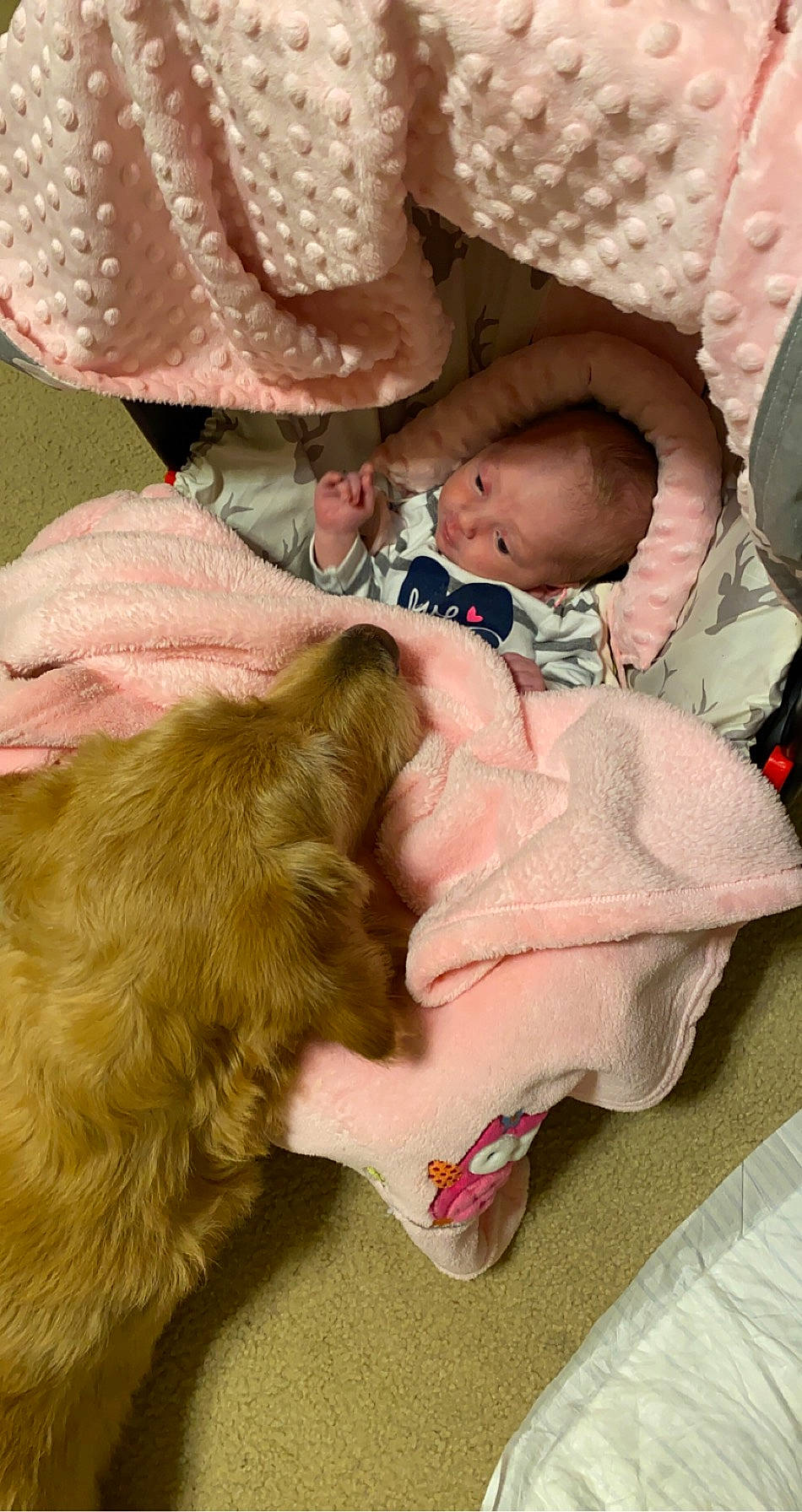 Adalynn joined the competition — help win amazing prizes! american_cocker_spaniel, canidae, carnivore, child, companion_dog, dog, dog_breed, fawn, person, puppy, puppy_love, sporting_group, toddler