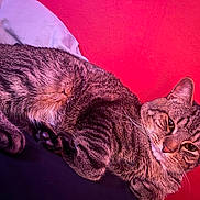 Prince joined the competition — help win amazing prizes! cat, tabby, animal, pet, feline, fur, whiskers, ears, paws, relaxed, indoor, red_wall, purple_fabric, closeup, resting, cute, portrait, soft_light, cozy, domestic