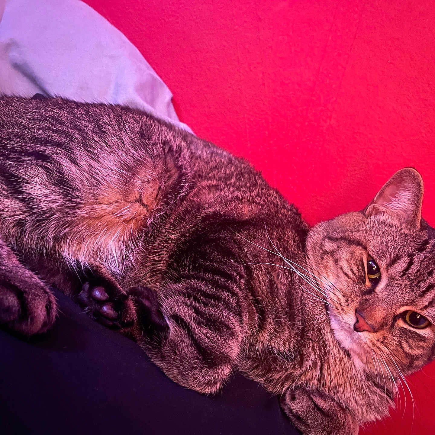 Prince joined the competition — help win amazing prizes! animal, cat, closeup, cozy, cute, domestic, ears, feline, fur, indoor, paws, pet, portrait, purple_fabric, red_wall, relaxed, resting, soft_light, tabby, whiskers