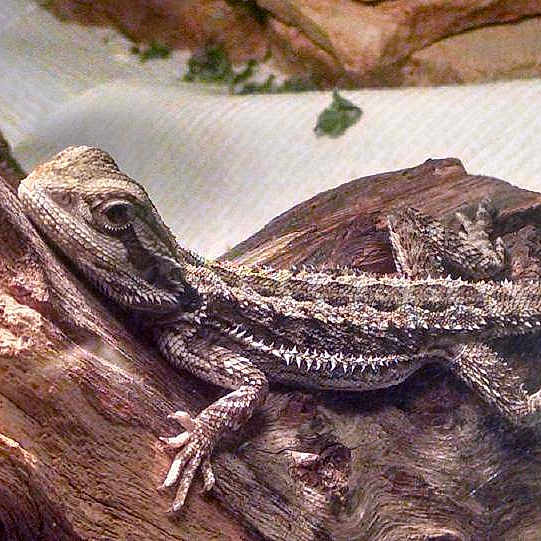 Viserion