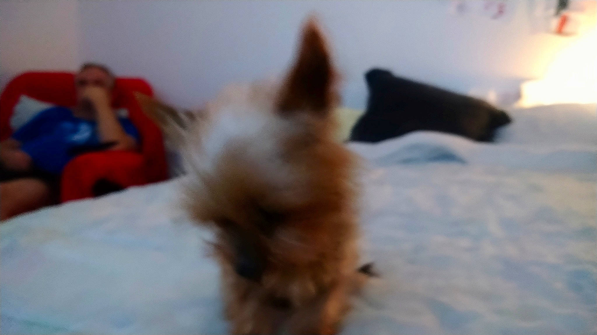 Jixie participe au concours pour gagner de l'argent avec cette photo : canidae, carnivore, claw, companion_dog, dog_breed, fawn, felidae, fur, liver, paw, puppy, small_to_medium_sized_cats, snout, snow, sporting_group, tail, terrestrial_animal, toy_dog, whiskers, working_animal