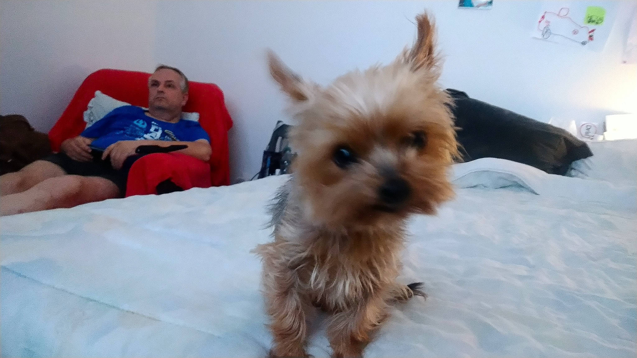 Jixie participe au concours pour gagner de l'argent avec cette photo : canidae, carnivore, comfort, companion_dog, dog, dog_breed, dog_supply, fawn, fur, liver, mammal, small_terrier, snout, snow, sporting_group, tail, terrier, toy_dog, whiskers, working_animal