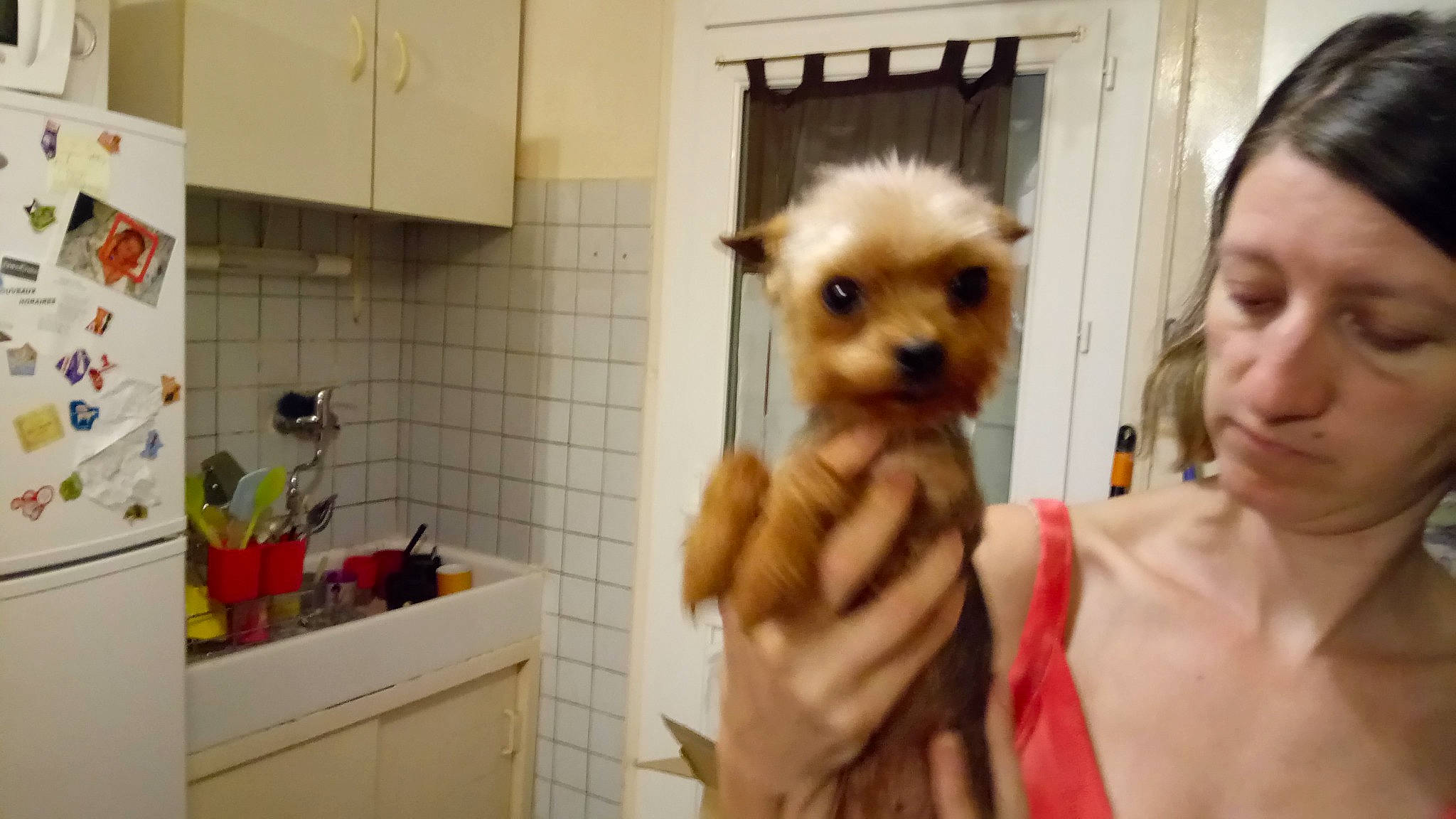 Jixie a rejoint le concours — aidez-le/la à gagner de superbes lots ! cabinetry, canidae, carnivore, companion_dog, dog_breed, eye, fawn, felidae, fur, gesture, hand, home_appliance, kitchen, kitchen_appliance, small_to_medium_sized_cats, snout, sporting_group, toy, toy_dog, whiskers