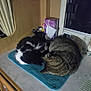 cat, animal, pet, sleeping, curled_up, black_and_white_cat, tabby_cat, mat, countertop, tissue_box, glass, cup, indoor, domestic, fur, resting, cozy, nighttime, household, quiet