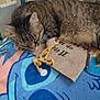 cat, tabby_cat, sleeping, toy, cartoon, blanket, fabric, cardboard, paw, fur, whiskers, indoor, resting, cozy, cute, animal, pet, closeup, colorful, relaxed
