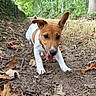Aiko participe au concours pour gagner de l'argent avec cette photo : dog, puppy, jack_russell_terrier, outdoors, forest, woodland, trail, nature, brown_and_white, running, playing, tongue_out, floppy_ears, alert, happy, pet, animal, fallen_leaves, dirt_path, greenery