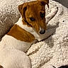 Aiko participe au concours pour gagner de l'argent avec cette photo : dog, pet, brown_and_white, short_hair, lying_down, relaxed, cozy, blanket, fluffy, indoor, portrait, close_up, animal, canine, sleepy, gentle, white_blanket, home, couch, warm_lighting