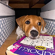Aiko participe au concours pour gagner de l'argent avec cette photo : dog, puppy, brown_dog, pet, animal, face, nose, eyes, paws, lying_down, indoors, cozy, patterned_wall, wooden_floor, book, puzzle_book, reading, close_up, portrait, curious