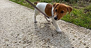 Aiko a rejoint le concours — aidez-le/la à gagner de superbes lots ! puppy, dog, brown_and_white, outdoor, walking, leash, path, sidewalk, grass, wildflowers, dandelions, pet, animal, portrait, curious, standing, daylight, nature, short_hair, cute