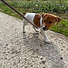puppy, dog, brown_and_white, outdoor, walking, leash, path, sidewalk, grass, wildflowers, dandelions, pet, animal, portrait, curious, standing, daylight, nature, short_hair, cute
