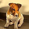 dog, puppy, brown_and_white, short_hair, sitting, portrait, indoor, tile_floor, wall, golden_light, pet, animal, floppy_ears, dark_eyes, black_nose, white_chest, front_paws, shadow, home, close_up