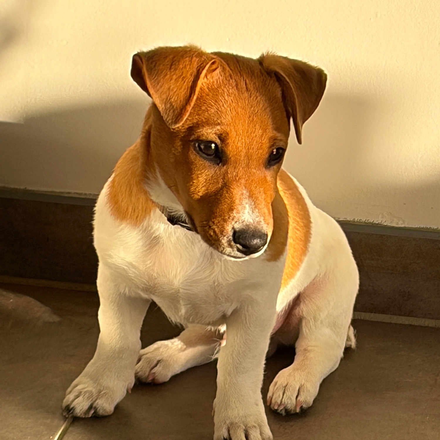 Aiko