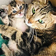 Winnie participe au concours pour gagner de l'argent avec cette photo : abyssinian, animal, cat, couch, cushion, egyptiancat, face, furniture, green, head, homedecor, indoors, kitten, manx, ocelot, person, pet, photography, portrait, sleeping