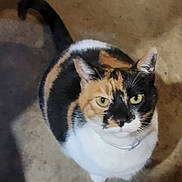 Valerie is registered to the contest to win money with this photo: cat, calico, animal, pet, feline, fur, whiskers, ears, tail, looking_up, indoor, floor, curious, domestic_animal, mammal, cute, close_up, portrait, colorful, soft_lighting