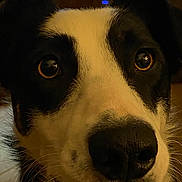 Puddin' joined the competition — help win amazing prizes! dog, close_up, black_and_white, nose, eyes, pet, indoor, curious, animal, portrait, canine, whiskers, fur, face, muzzle, looking, domestic_animal, friendly, closeup, head