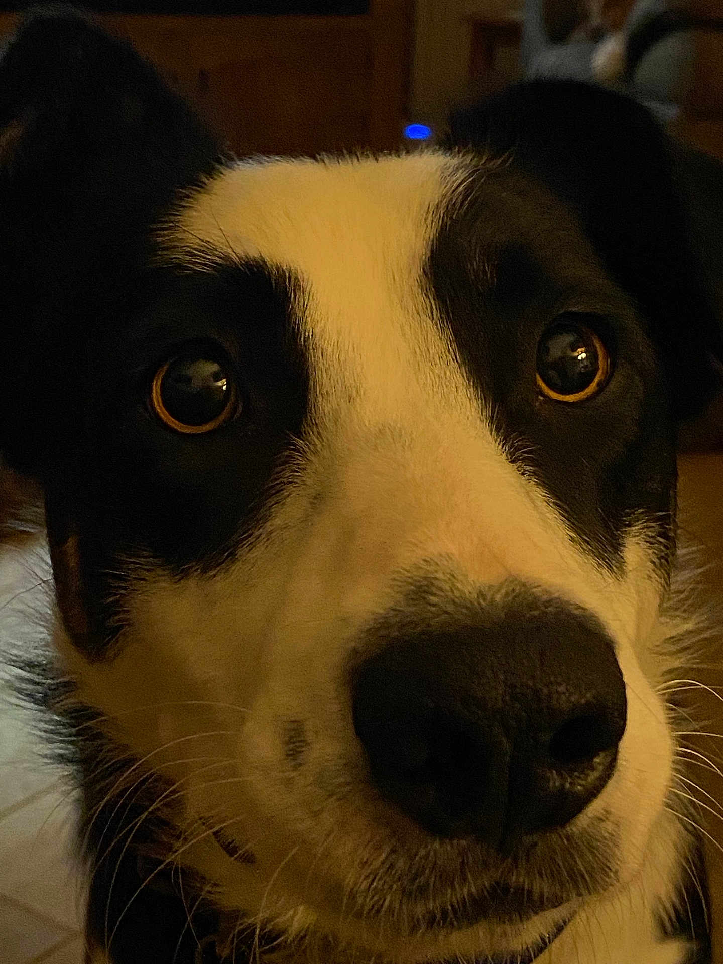 Puddin' joined the competition — help win amazing prizes! dog, close_up, black_and_white, nose, eyes, pet, indoor, curious, animal, portrait, canine, whiskers, fur, face, muzzle, looking, domestic_animal, friendly, closeup, head