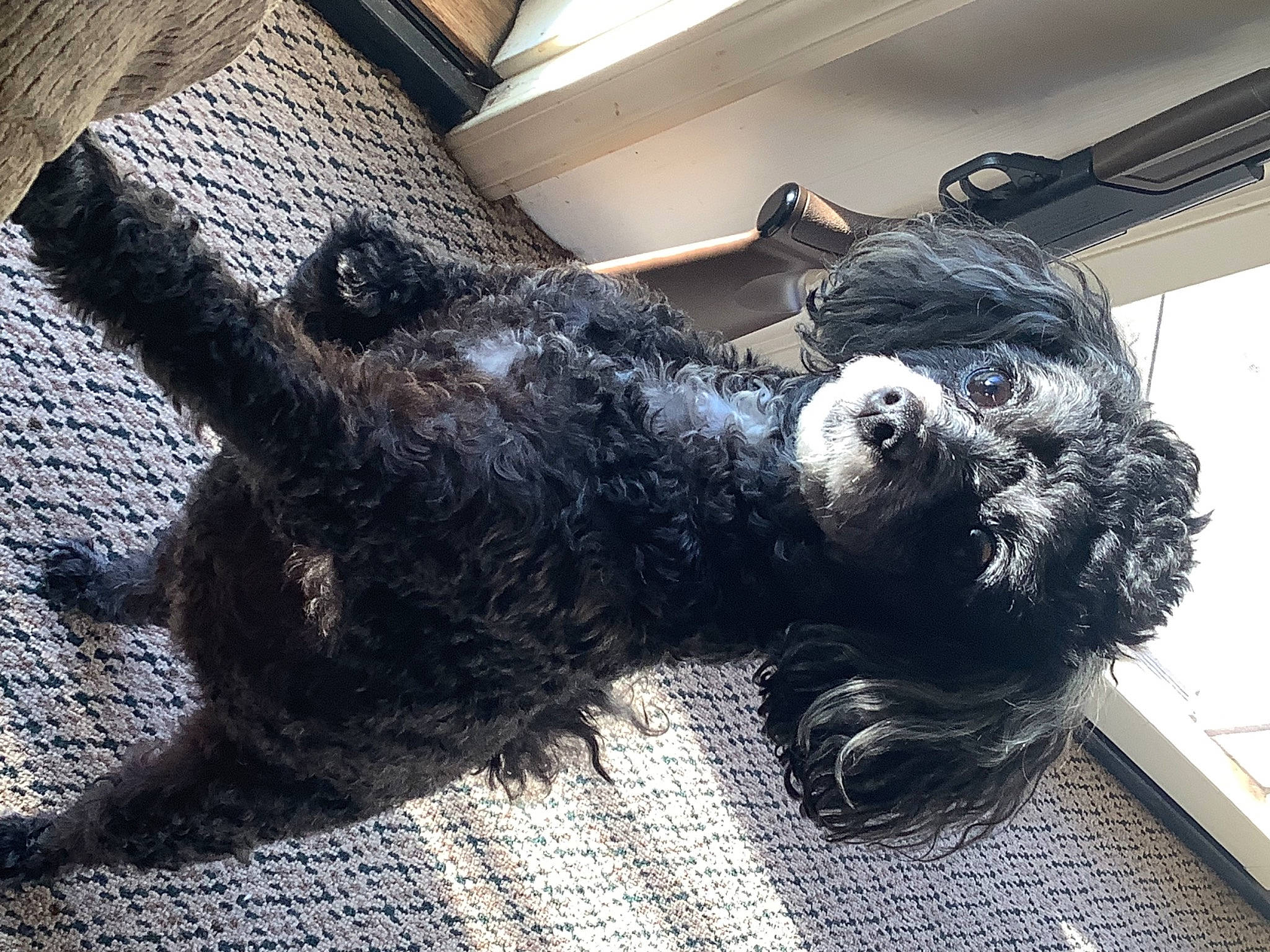 Abigail is registered to the contest to win money with this photo: art, canidae, carnivore, companion_dog, dog, dog_breed, fur, mammal, metal, snout, spaniel, sporting_group, tail, terrestrial_animal, terrier, toy, toy_dog, vertebrate, water_dog, working_animal