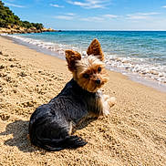 Snoopy participe au concours pour gagner de l'argent avec cette photo : dog, yorkshire_terrier, small_dog, beach, sand, ocean, seashore, waves, water, blue_sky, sunny, outdoor, animal_portrait, sitting, fluffy, brown_fur, black_fur, pointed_ears, coastline, vacation