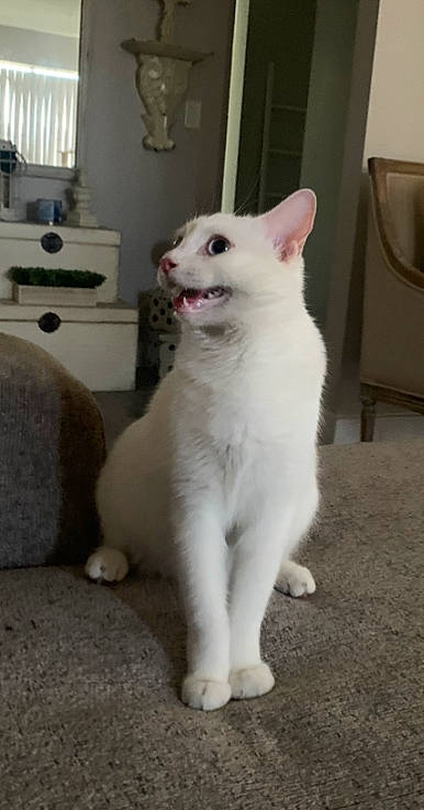 Khaleesi is registered to the contest to win money with this photo: canidae, carnivore, cat, companion_dog, dog_breed, domestic_short_haired_cat, door, eye, fang, fawn, felidae, flooring, fur, gas_stove, non_sporting_group, paw, small_to_medium_sized_cats, snout, tail, whiskers