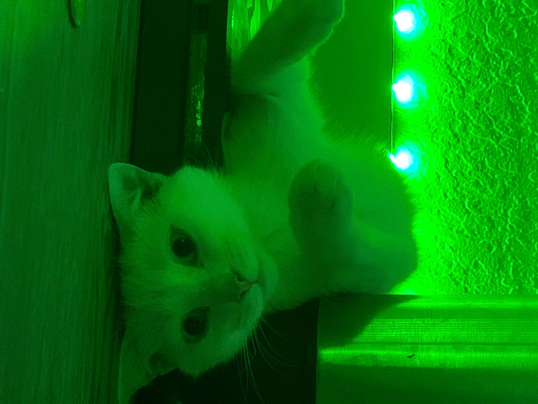 Khaleesi joined the competition — help win amazing prizes! art, automotive_lighting, carnivore, cat, domestic_short_haired_cat, event, fawn, felidae, fur, grass, green, paw, room, small_to_medium_sized_cats, snout, tail, whiskers, wood