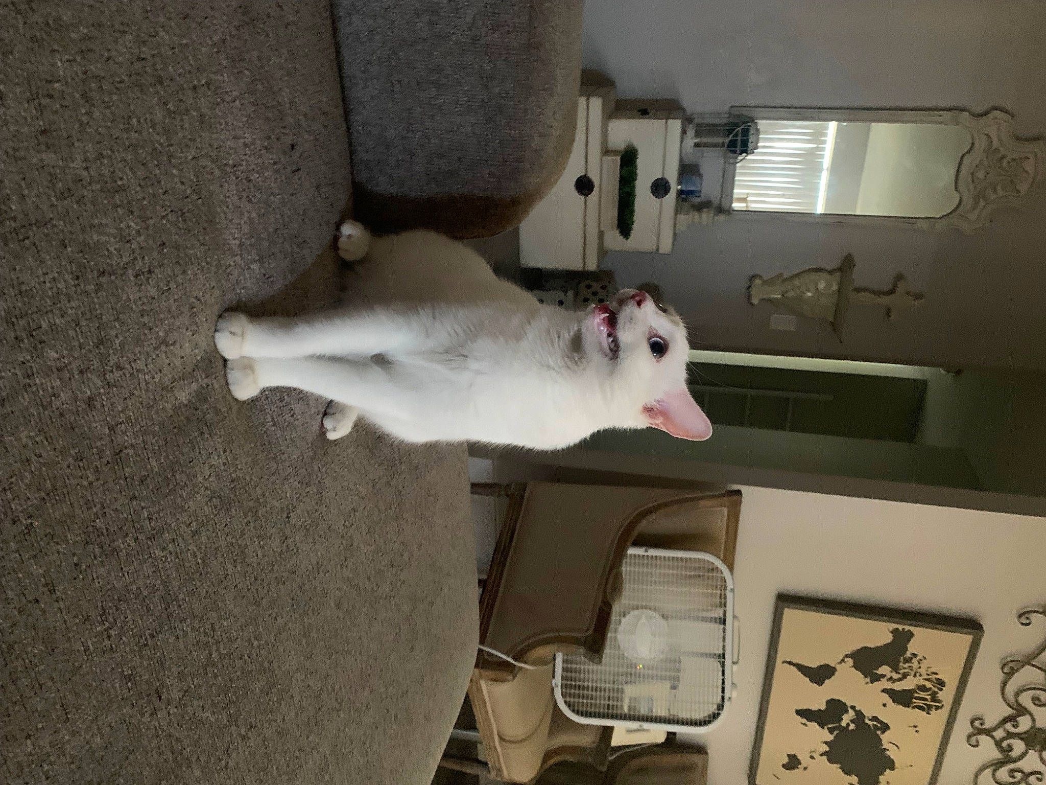 Khaleesi joined the competition — help win amazing prizes! canidae, carnivore, companion_dog, dog_breed, fawn, felidae, flooring, machine, non_sporting_group, plaster, room, small_to_medium_sized_cats, snout, sporting_group, tail, whiskers, working_animal