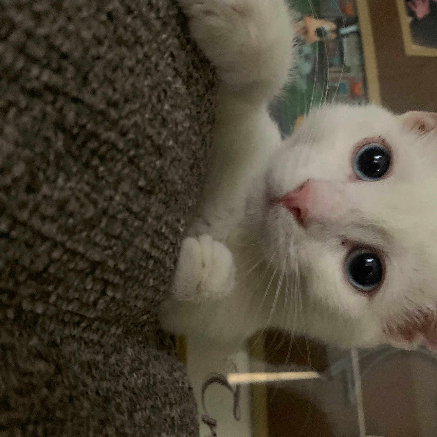Khaleesi joined the competition — help win amazing prizes! carnivore, cat, domestic_short_haired_cat, felidae, fur, paw, small_to_medium_sized_cats, tail, whiskers, woven_fabric