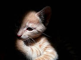 Rouquin a rejoint le concours — aidez-le/la à gagner de superbes lots ! american_wirehair, asian, carnivore, cat, ear, felidae, german_rex, kitten, mammal, ojos_azules, oriental_longhair, small_to_medium_sized_cats, snout, whiskers