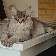 Willow a rejoint le concours — aidez-le/la à gagner de superbes lots ! brick_wall, cat, cozy, domestic_animal, ears, eyes, face, feline, fluffy, fur, home, indoor, long_hair, modern, paws, pet, relaxed, resting, table, whiskers