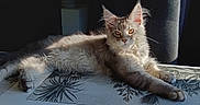 Willow a rejoint le concours — aidez-le/la à gagner de superbes lots ! abyssinian, angora, animal, architecture, armchair, building, cat, chair, couch, cushion, furniture, hardwood, homedecor, indoors, kitten, livingroom, manx, pet, room, siamese