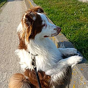 Looky a rejoint le concours — aidez-le/la à gagner de superbes lots ! animal, brown_and_white, canine, concrete, curious, daytime, dog, fluffy, fur, grass, leash, ledgestone, nature, outdoor, park, paws, pet, side_view, sunny, walking_path