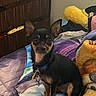 Dakota joined the competition — help win amazing prizes! dog, small_dog, black_dog, tan_dog, collar, bed, blanket, dolphin, furniture, dresser, indoor, pet, animal, cozy, colorful, fur, ears, sitting, resting, cute