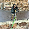 Dakota joined the competition — help win amazing prizes! dog, small_dog, leash, green_leash, concrete, stone_wall, outdoor, alert, pet, animal, canine, brown, black, tan, ears_up, standing, side_view, collar, pavement, nature