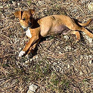 Suzyq is registered to the contest to win money with this photo: animal, brown, canine, collar, curious, daylight, dog, fur, grass, ground, lying_down, mammal, nature, outdoor, pet, puppy, relaxed, rocks, sunlight, young
