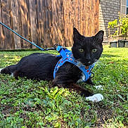 Norman is registered to the contest to win money with this photo: cat, black_cat, white_paws, harness, leash, grass, outdoor, sunlight, fence, brick_house, greenery, pet, animal, resting, closeup, nature, daytime, cute, domestic_cat, playful