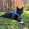 cat, black_cat, white_paws, harness, leash, grass, outdoor, sunlight, fence, brick_house, greenery, pet, animal, resting, closeup, nature, daytime, cute, domestic_cat, playful