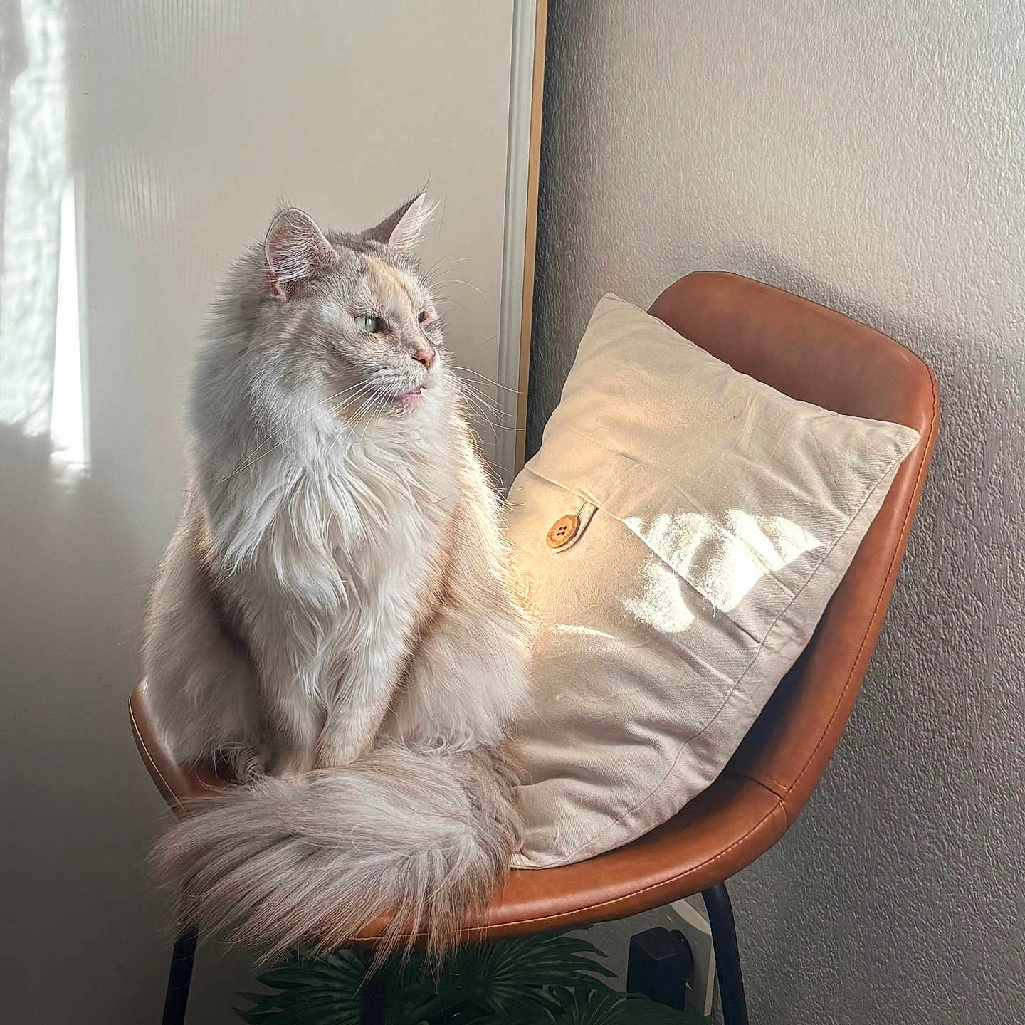 Rosita a rejoint le concours — aidez-le/la à gagner de superbes lots ! animal, brown, calm, cat, chair, cozy, cream, decor, fluffy, furniture, home, indoor, modern, pet, pillow, plant, relaxed, sitting, sunlight, window_light