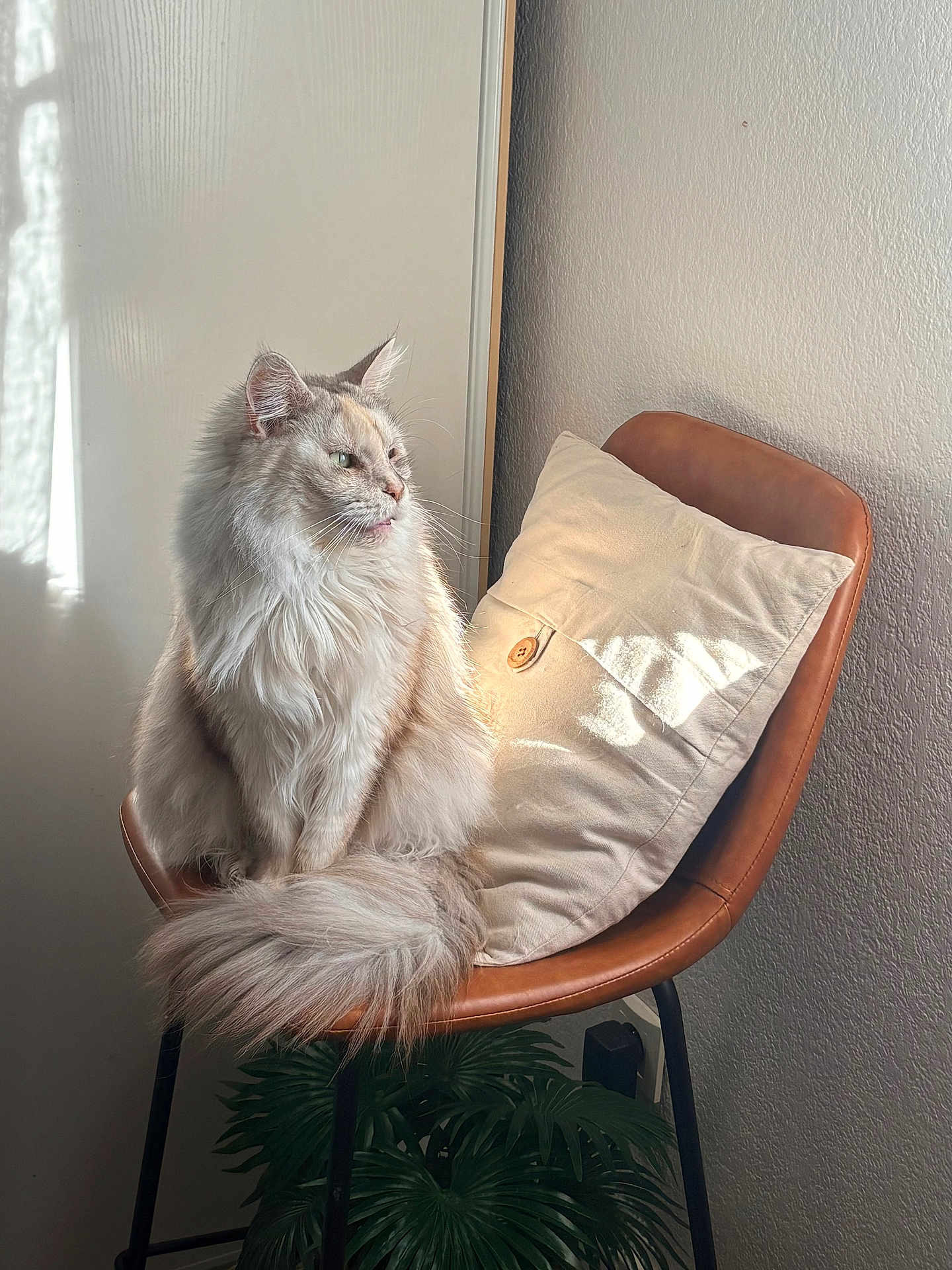 Rosita a rejoint le concours — aidez-le/la à gagner de superbes lots ! cat, fluffy, chair, pillow, indoor, sunlight, window_light, furniture, pet, animal, relaxed, cozy, home, modern, decor, plant, brown, cream, sitting, calm