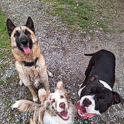 Ghost a rejoint le concours — aidez-le/la à gagner de superbes lots ! accessories, animal, bodypart, bostonbull, bulldog, canine, dog, frenchbulldog, germanshepherd, grass, hound, husky, mouth, person, pet, pitbull, plant, puppy, terrier, tongue