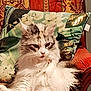 cat, long_haired_cat, feline, pet, cushion, pillow, armchair, upholstery, floral_pattern, indoor, fur, whiskers, white_fur, gray_fur, lounging, portrait, stare, regal, home_interior, decor