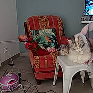 Melba participe au concours pour gagner de l'argent avec cette photo : armchair, blanket, cat, cushion, doll, floor, fluffy_cat, fuzzy_toy, grooming, indoor, karaoke_machine, living_room, microphone, pillow, red_armchair, remote_control, television, toy, white_stool, wire