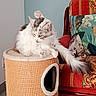 Melba a rejoint le concours — aidez-le/la à gagner de superbes lots ! animal, armchair, cat, cat_tree, cushions, ears, fluffy_cat, gray_fur, home, indoor, long_hair, lounging, pet, portrait, scratcher, sitting, tail, tongue_out, whiskers, white_fur
