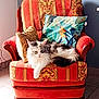 cat, armchair, chair, cushion, pillow, patterned_fabric, decorative_pillow, fur, long_hair, pet, indoor, cozy, relaxed, living_room, wooden_legs, tile_floor, sunlight, portrait, home, mammal