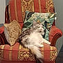 Melba participe au concours pour gagner de l'argent avec cette photo : cat, armchair, pillow, patterned_upholstery, fluffy_tail, domestic_cat, lounging, living_room, decorative_pillow, ornate_chair, wood_armrest, tiled_floor, relaxed, long_hair, pet, indoor, plush_cushion, seat, home_interior, feline